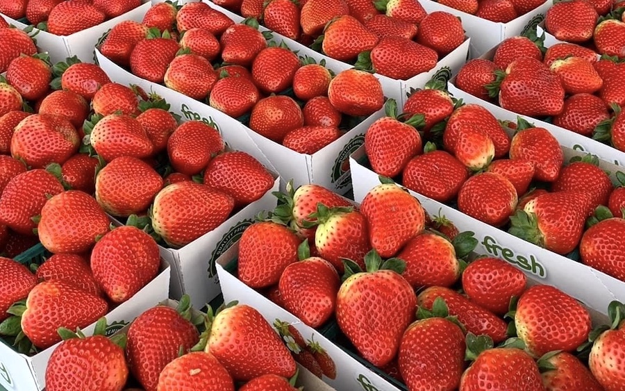 Farmers Market It's a Community Tradition in Ladera Ladera Ranch